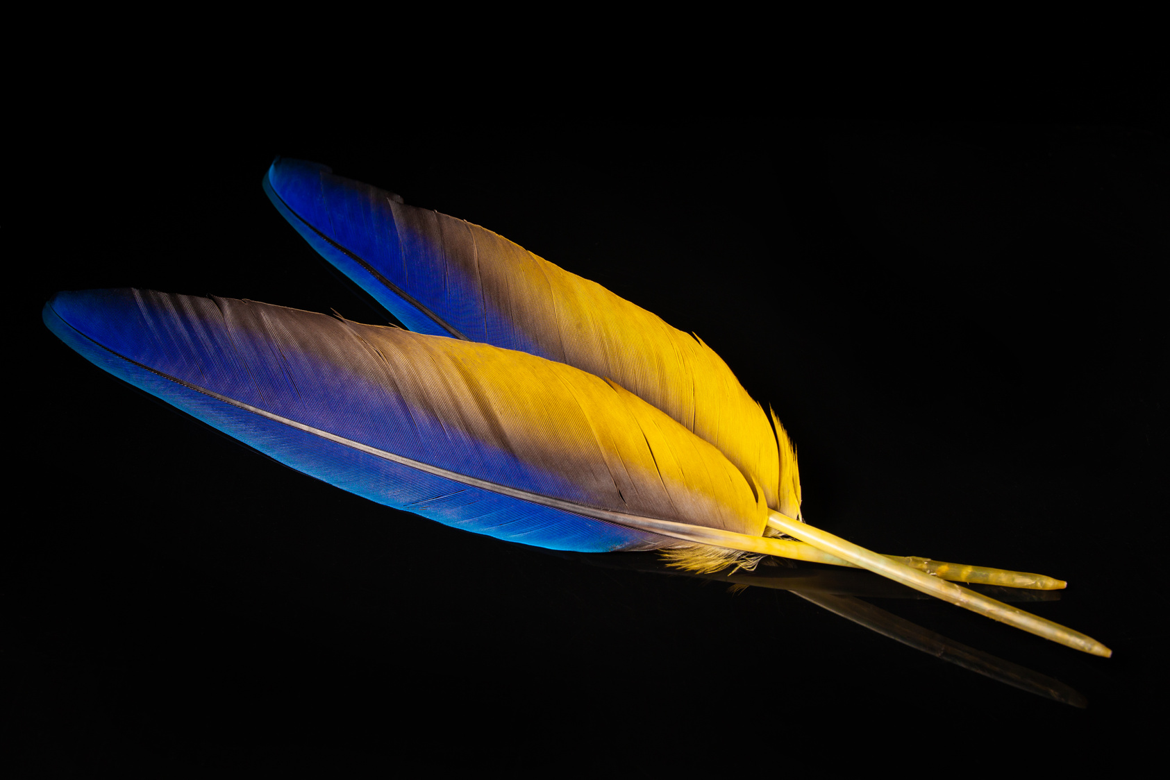 feathers, colored parrot feathers