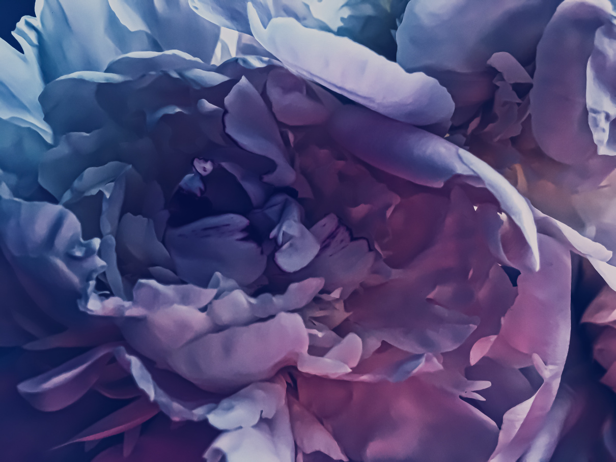 Purple peony flower as abstract floral background for holiday br