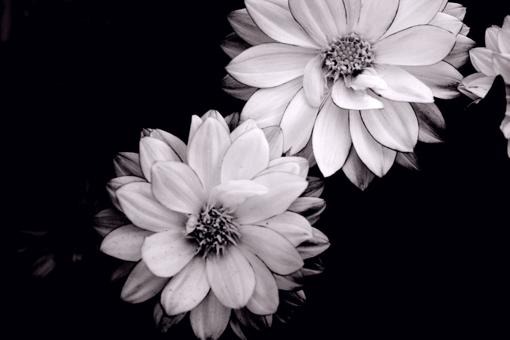 Black & White Flowers