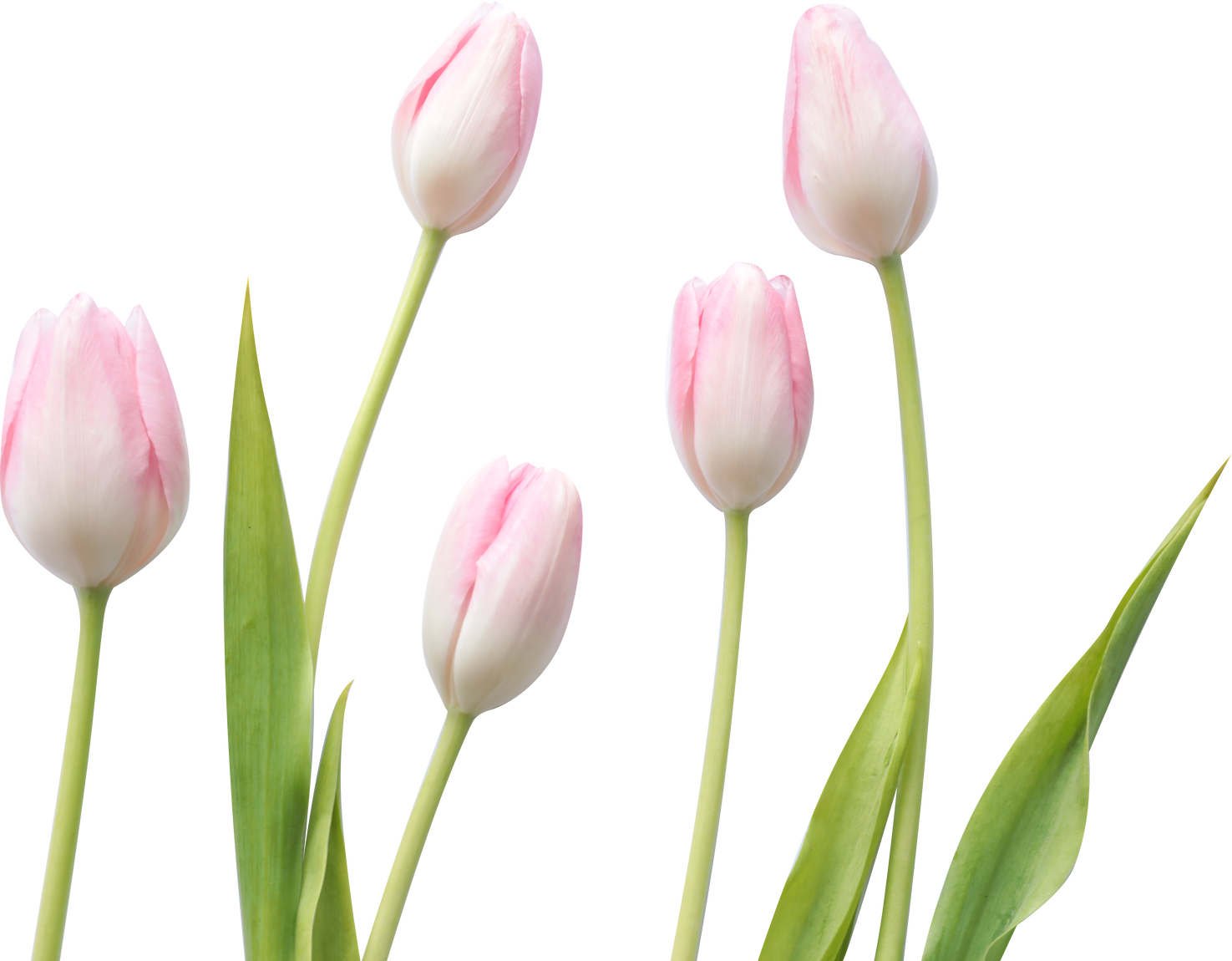 Five Tulips with Stems and Leaves