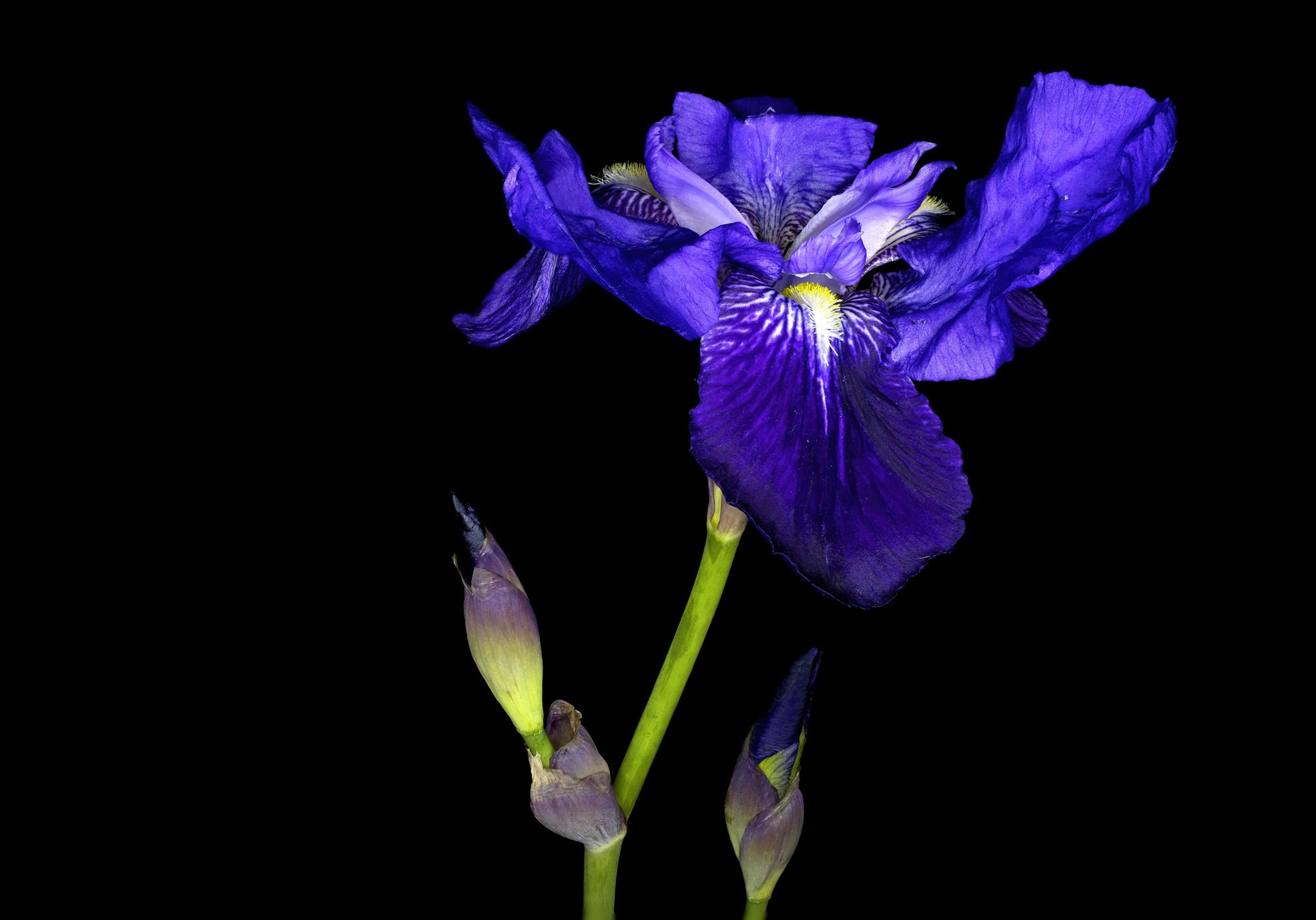 Iris sibirica, commonly known as Siberian iris